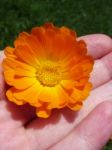 Marigold - Health From Nature Stock Photo