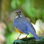 Female Black-breasted Thrush Stock Photo