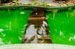 A Wooden Bridge In A Swimming Pool Stock Photo