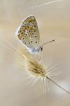 Southern Brown Argus Stock Photo