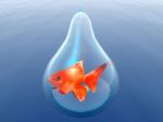 Gold Fish In A Drop Stock Photo