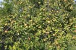 Green Apples On Tree Stock Photo