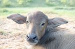 
Calf,
Buffalo Faces Stock Photo