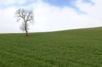 Tree And Sky Stock Photo