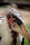 Marabou Stork Stock Photo