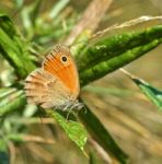 Butterfly Stock Photo