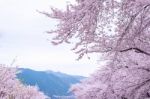 Cherry Blossom With Soft Focus, Sakura Season In Korea,background Stock Photo