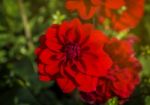 Red Flowers In The Garden Stock Photo