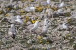 Young Seagulls Near The Cliffs Stock Photo