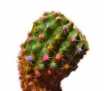 Color Cactus Stock Photo