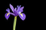 Purple Iris Stock Photo