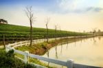 Tea Field At Chiangrai Thailand Stock Photo