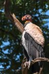 King Vulture (sarcoramphus Papa) Stock Photo