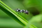 Black Ant In Green Nature Stock Photo