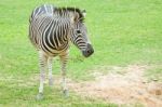 Zebra Stock Photo