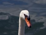 Funny Close-up Of A Mute Swan Stock Photo