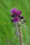 Thistle Stock Photo