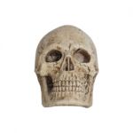 Human Skull Isolate On White Background Stock Photo