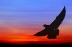 Silhouetted Seagull Flying At Colorful Sunset Stock Photo