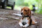 Beagle Dog  On The Rural Road Stock Photo