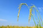 Paddy Rice Stock Photo