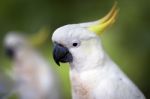 Cockatoo Stock Photo