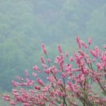 Peach Trees Blossoming Stock Photo