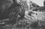 Wombat During The Day Stock Photo