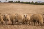 Herd Of Sheep On Nature Stock Photo