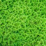 Green Plant Background Stock Photo