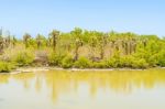 Cactus Trees On Santa Cruz Island In Galapagos Stock Photo