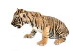 Baby Bengal Tiger Stock Photo