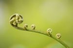 young fern Stock Photo