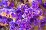 Statice Flower Bouquet In The Vase Stock Photo