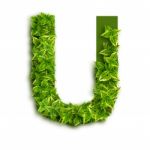 Letter U With Leaves Stock Photo