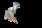 Moment Of Betta Fish, Siamese Fighting Fish Isolated  Stock Photo