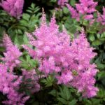 Pink Astilbe (valerie) In Full Bloom Stock Photo