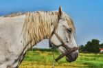 Portrait Of A Horse Stock Photo