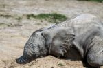 African Elephant (loxodonta) Stock Photo