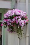 Dartmouth, Devon/uk - July 28 : Beautiful Hanging Basket In A Da Stock Photo