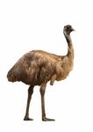 Emu Isolated On White Background Stock Photo