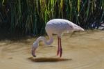 Greater Flamingo (phoenicopterus Roseus) Stock Photo