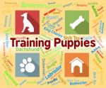 Training Puppies Represents Instruction Pedigree And Pets Stock Photo