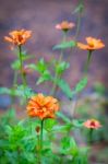 Dying Orange Flowers Stock Photo