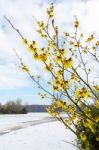 Hamamelis Mollis Yellow Flowers In Snow Landscape Stock Photo