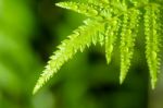 Rain Drops On Fern Leaf Stock Photo