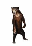 Malayan Sunbear Isolated Stock Photo