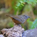 Streaked Wren Babbler Stock Photo