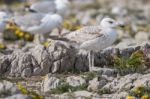 Young Seagulls Near The Cliffs Stock Photo