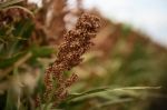 Field Of Australian Sorghum Stock Photo